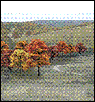 Woodland Scenics - Deciduous Fall Trees (38)