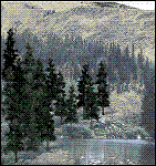 Woodland Scenics - Trees Connifers 4-6" (24)